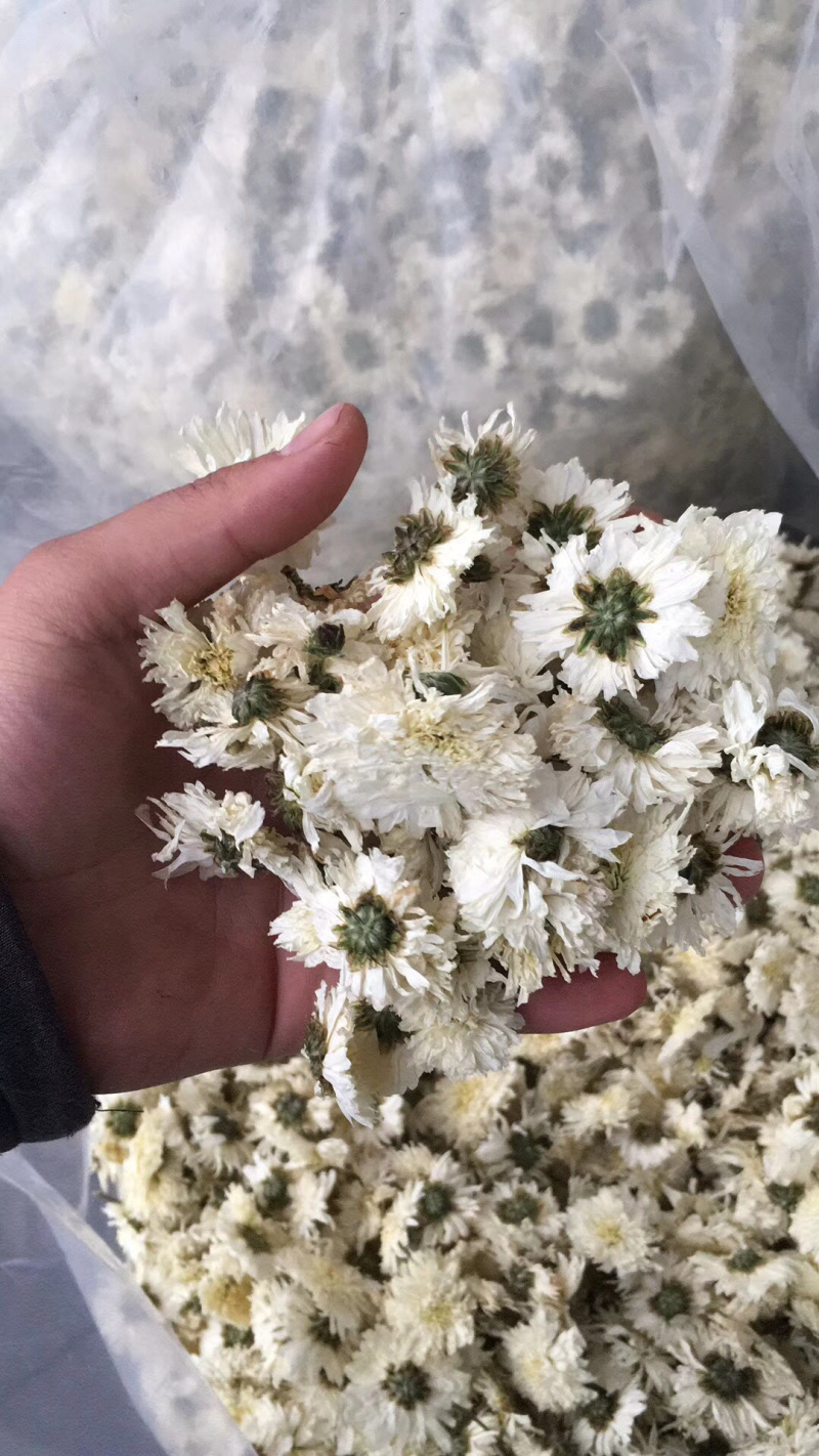 菊花茶七月菊2025年新黄山菊花茶白菊花茶