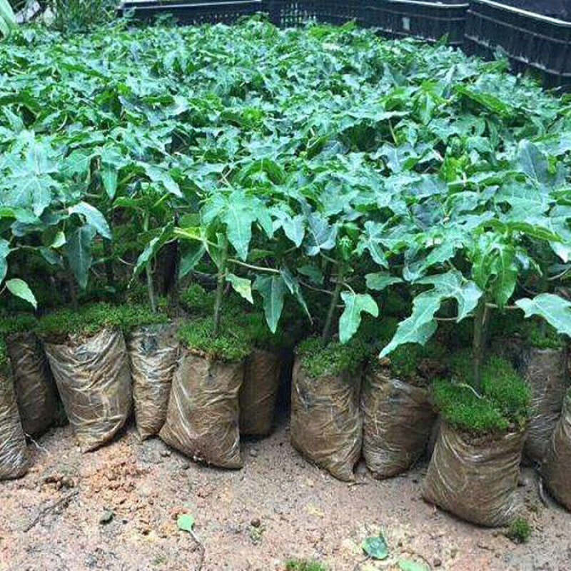 木瓜树苗红肉黄肉大青矮化水果木瓜苗南方四季果树苗庭院盆栽