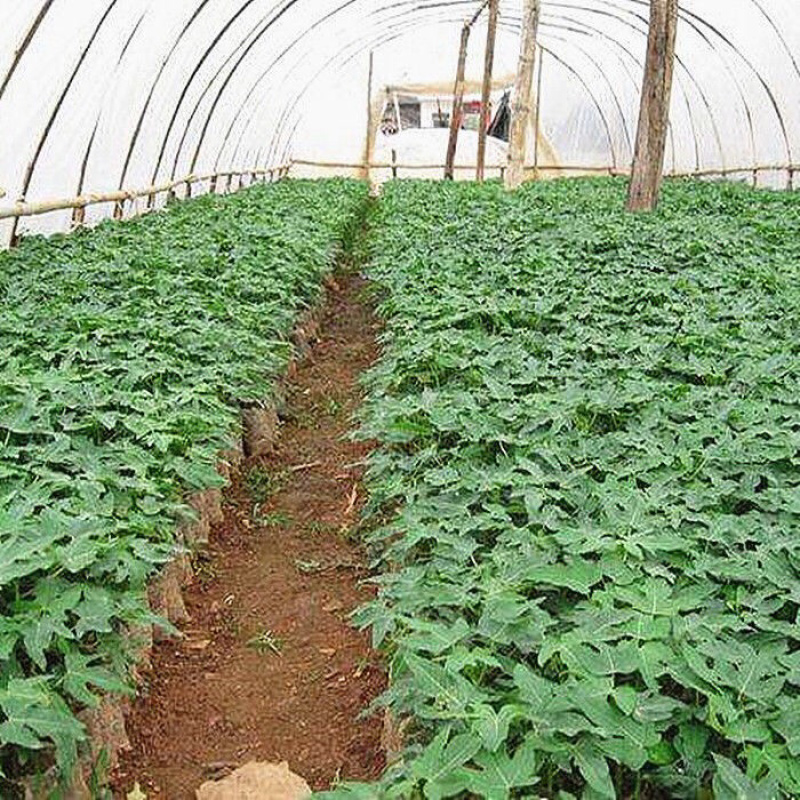 木瓜树苗红肉黄肉大青矮化水果木瓜苗南方四季果树苗庭院盆栽