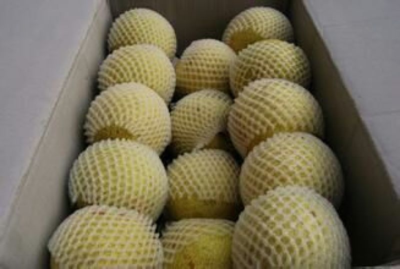 砀山梨450~500g光果