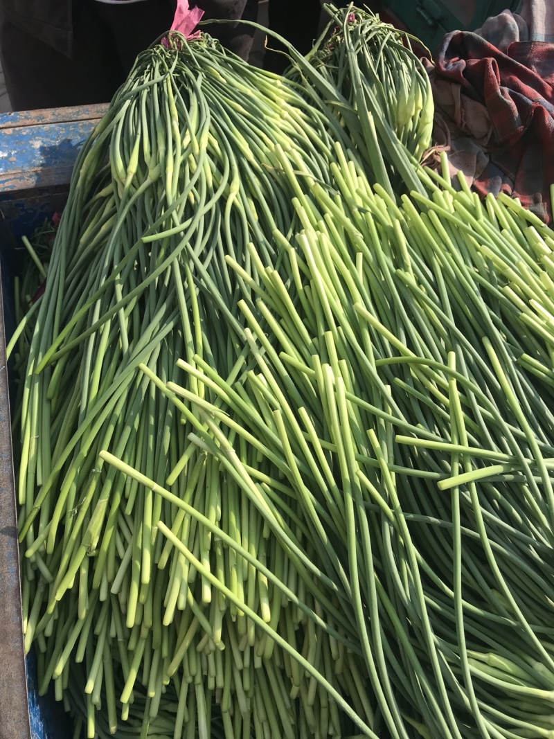 蒜苔、电商商超食堂供应、保证质量、随时装车、欢迎咨询