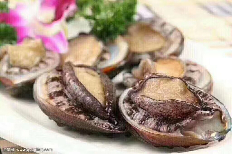 新鲜海捕鲜活小鲍鱼肉质肥美品质保证鲜活发货