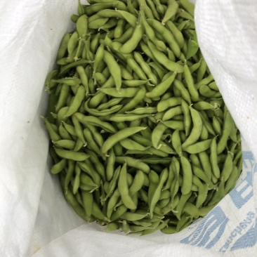 大棚毛豆