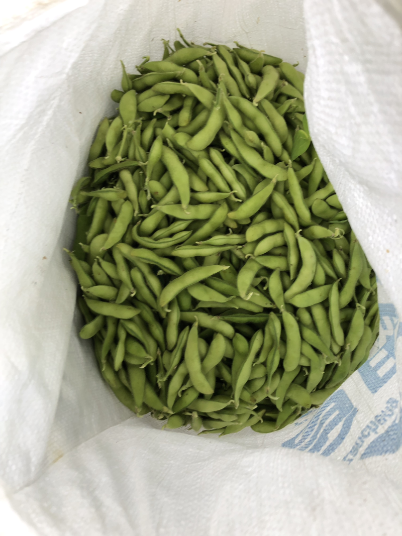大棚毛豆