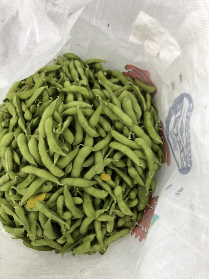 大棚毛豆