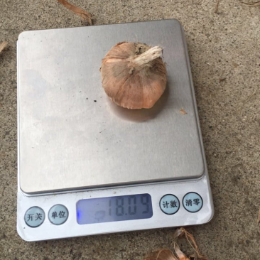 藏红花种球包技术包回收