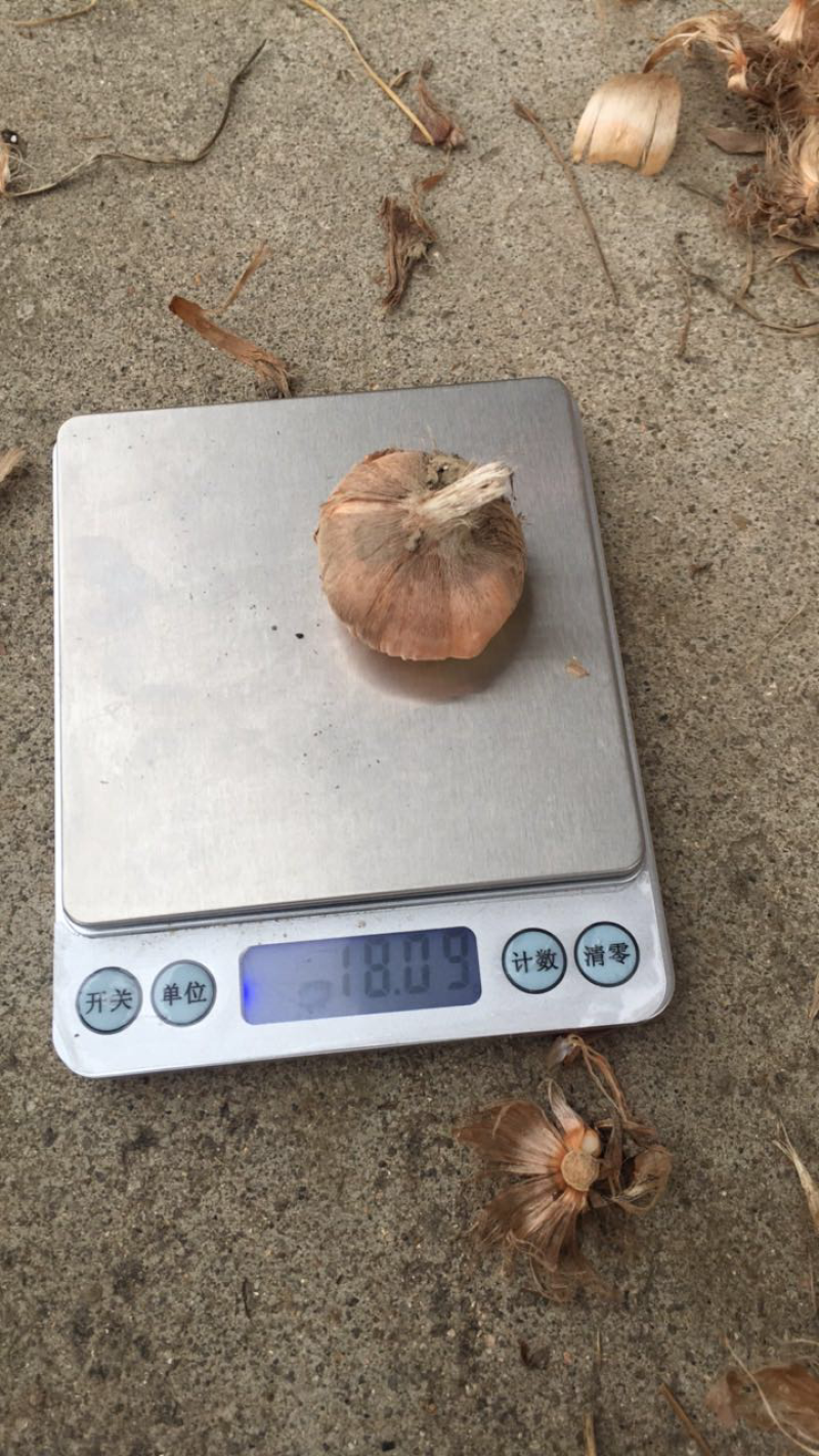藏红花种球包技术包回收