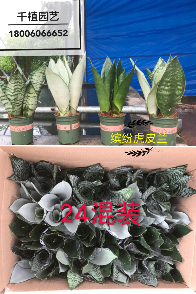 虎尾兰，吸收甲醛，净化空气，多肉，虎皮兰