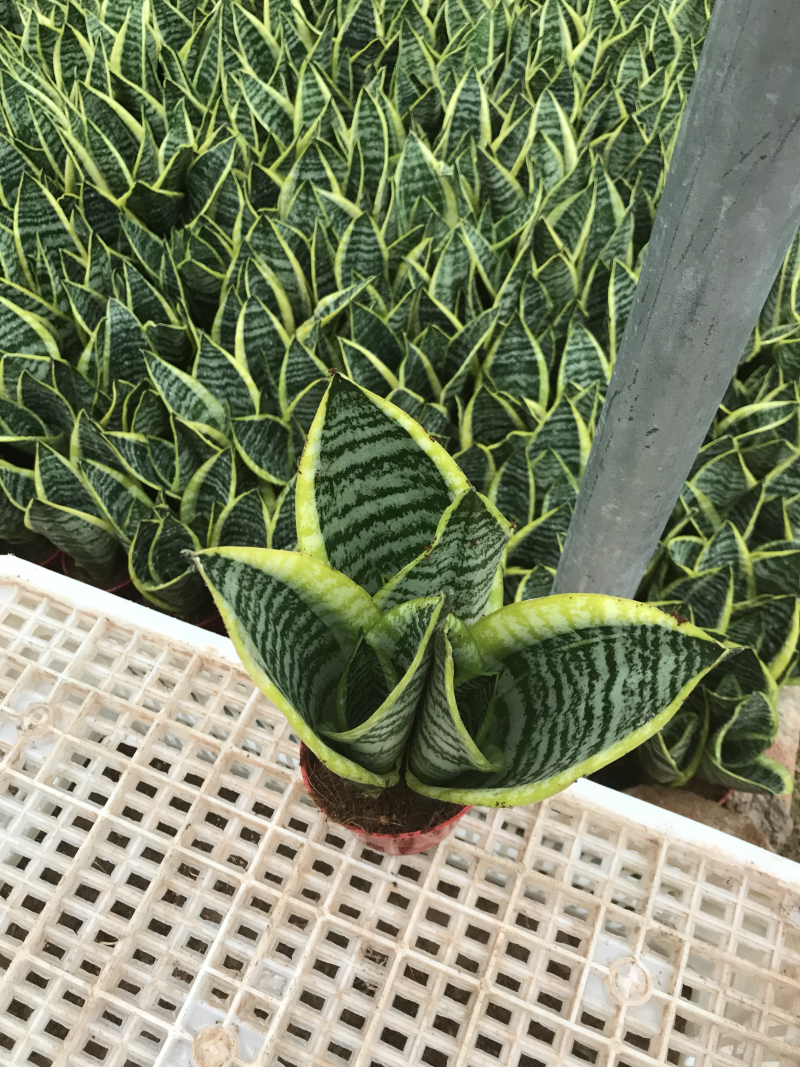 虎尾兰，吸收甲醛，净化空气，多肉，虎皮兰