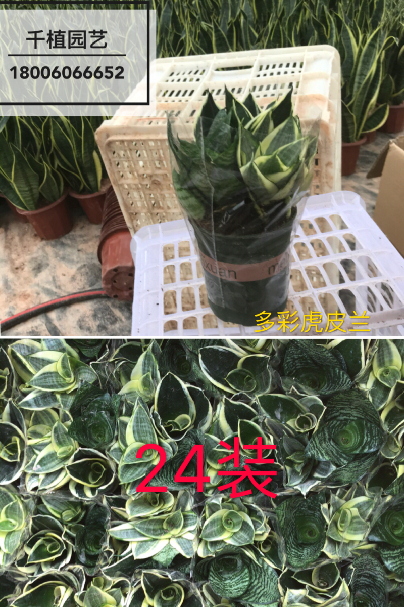虎尾兰，吸收甲醛，净化空气，多肉，虎皮兰