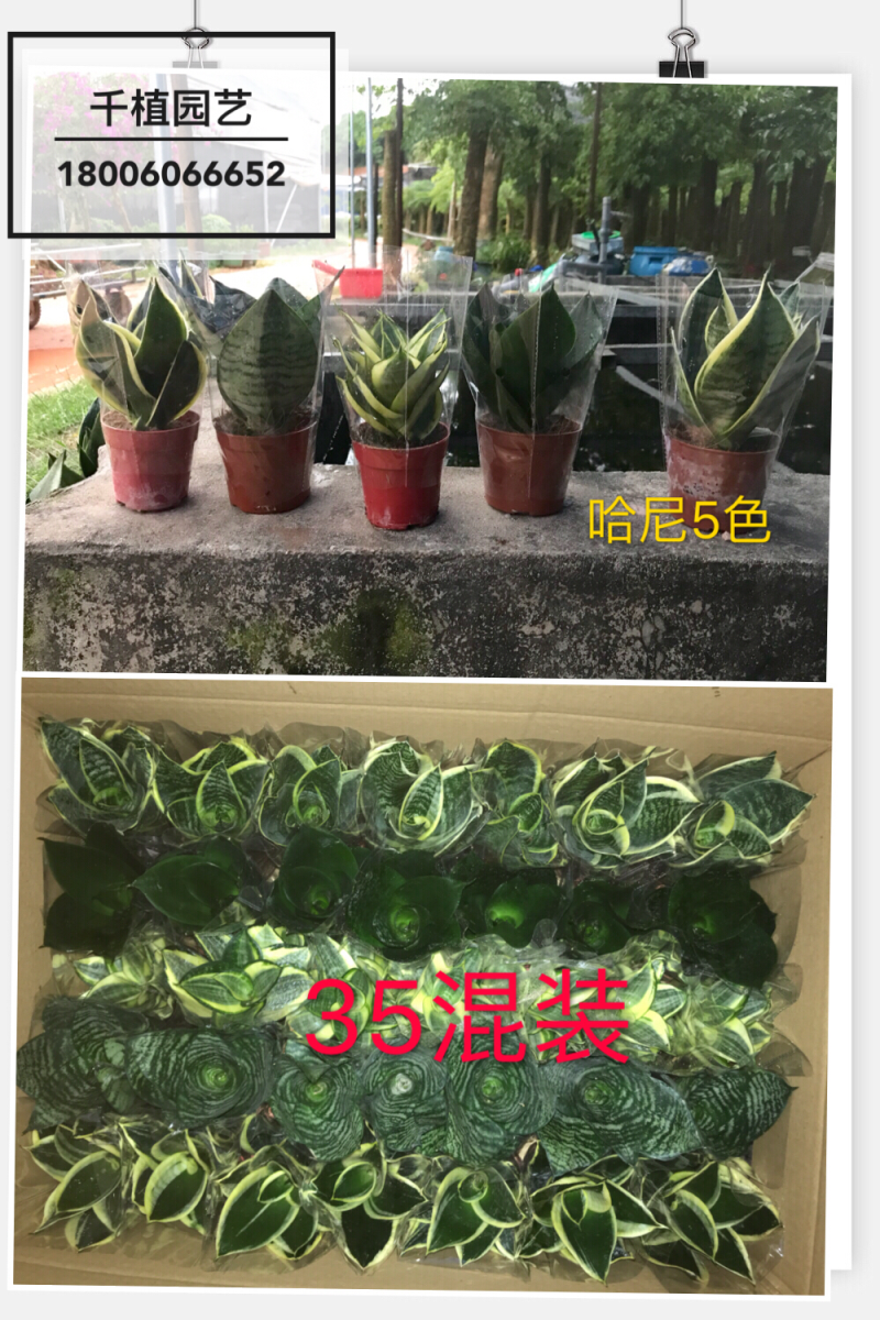 虎尾兰，吸收甲醛，净化空气，多肉，虎皮兰