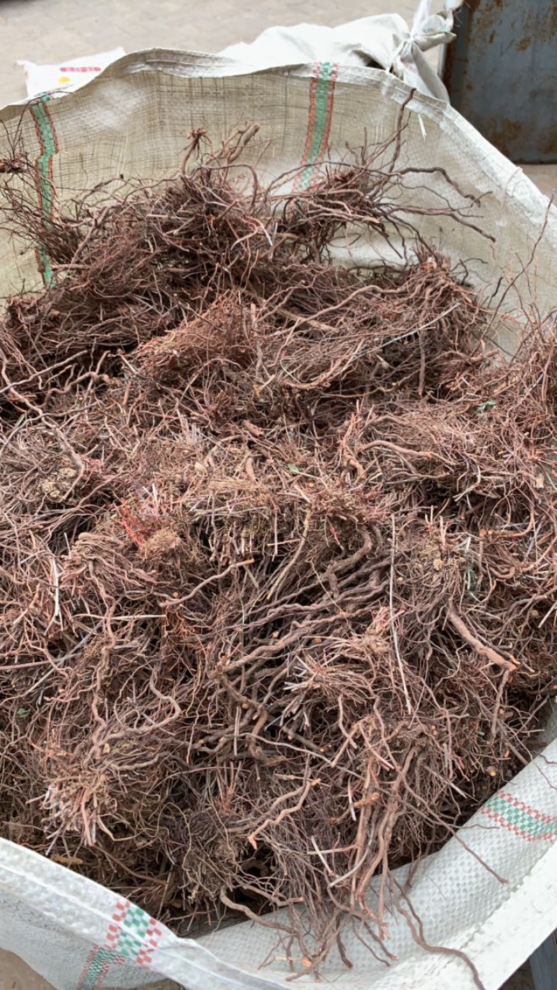 茜草
