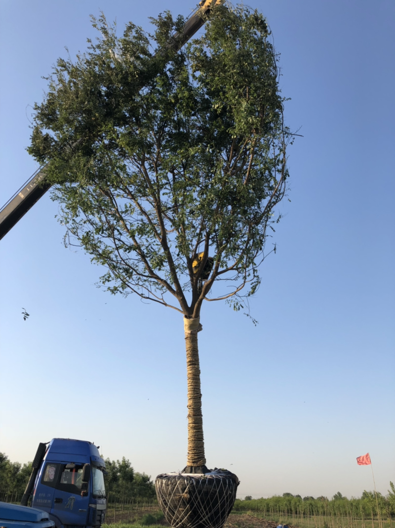 18公分精品国槐，看货上车保质保量，上货速度快