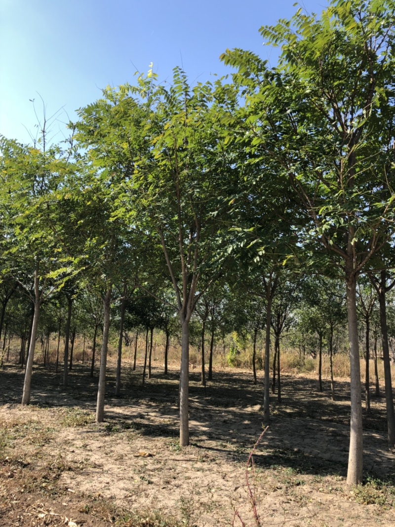 现货供应8-20公分白皮臭椿,千头椿，看质量说价格