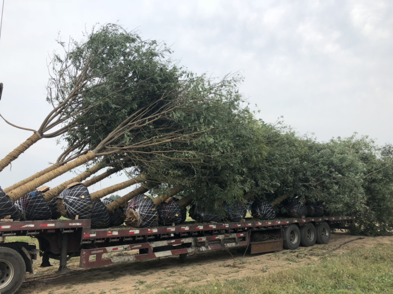 18公分精品国槐，看货上车保质保量，上货速度快
