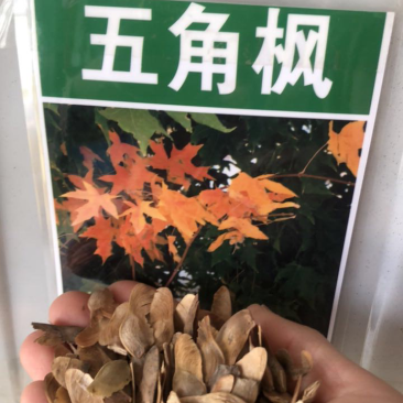 五角枫种子色木槭种子林木树种全新绿化树种
