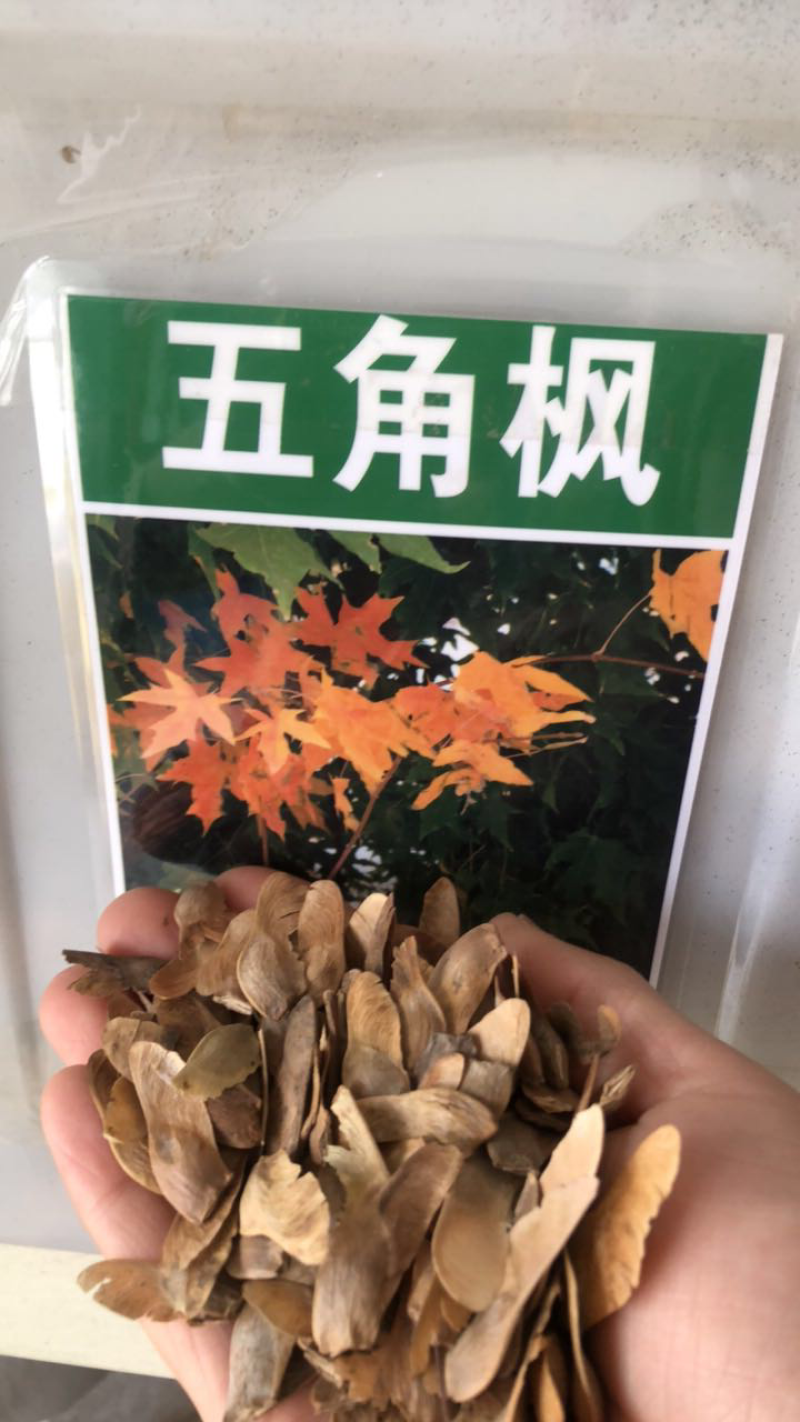 五角枫种子色木槭种子林木树种全新绿化树种