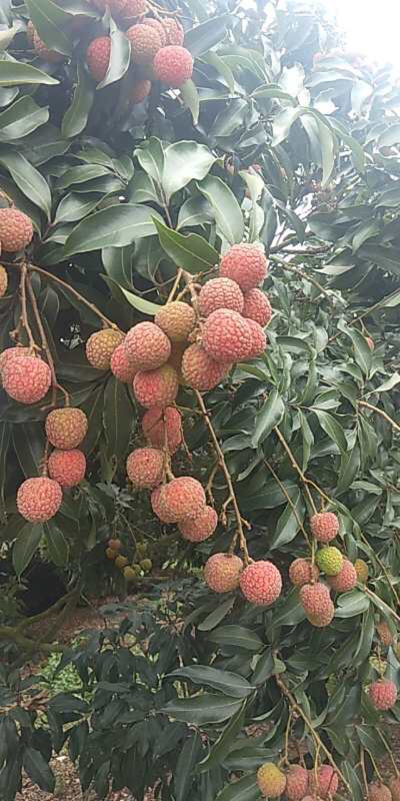 果园大量供应，白腊，黑叶，白糖罂，妃子笑，等