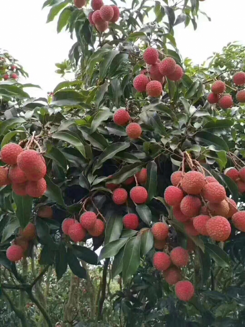 果园大量供应，白腊，黑叶，白糖罂，妃子笑，等