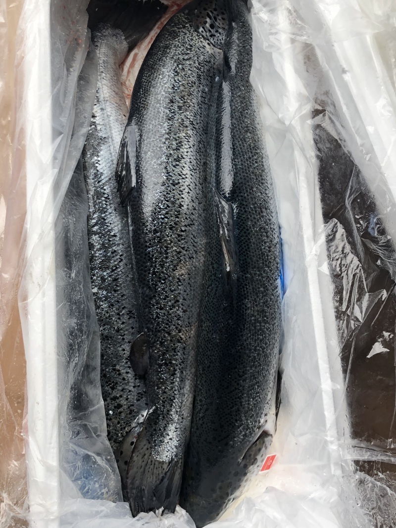 挪威🇳🇴进口三文鱼新鲜三文鱼中段