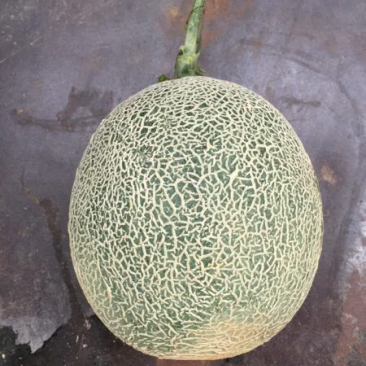 诚信代办实力供应优质网纹甜瓜