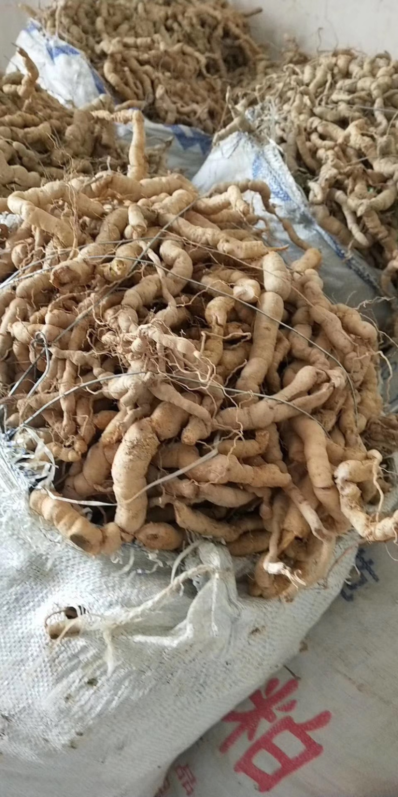 新鲜巴戟天鸡肠凤鸡肠薯巴戟