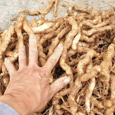 新鲜巴戟天鸡肠凤鸡肠薯巴戟