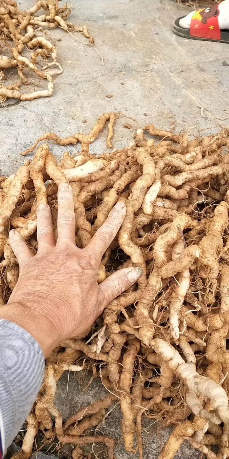 新鲜巴戟天鸡肠凤鸡肠薯巴戟