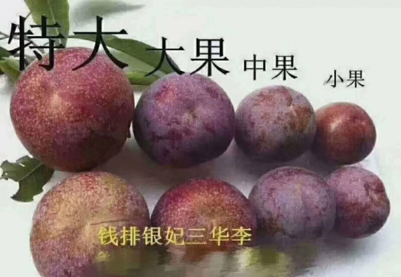 正宗钱排银妃三华李纯天然李子