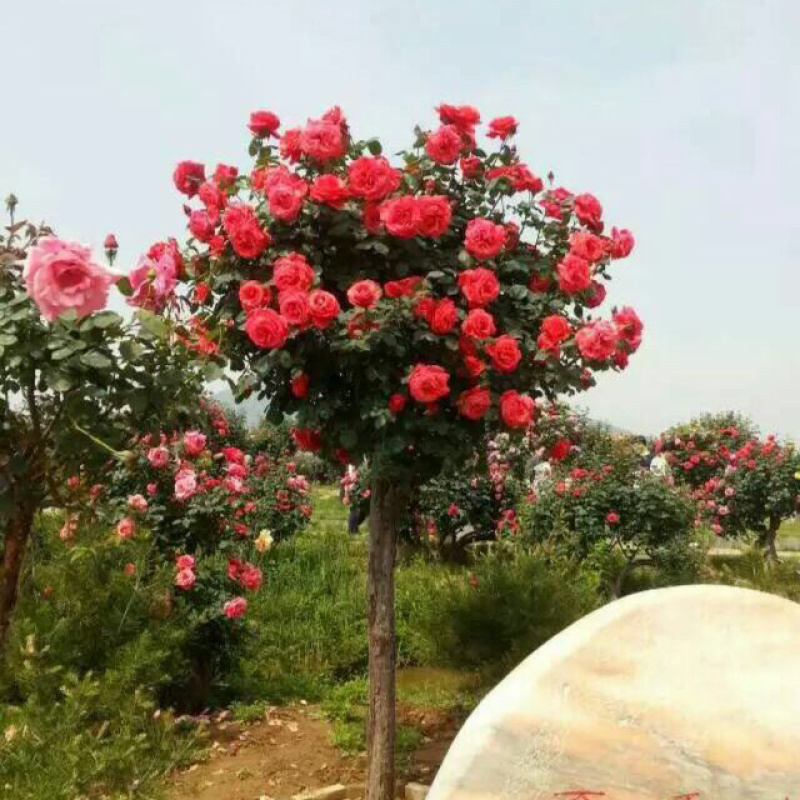 树状月季