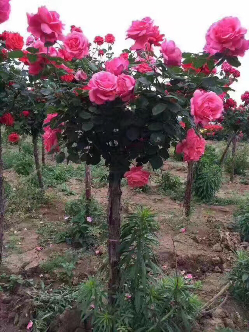 树状月季