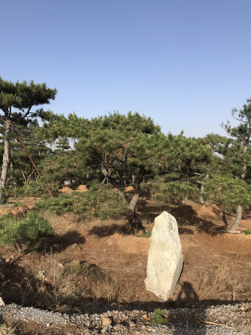 造型松