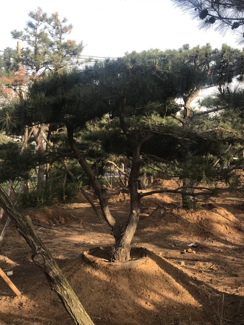 造型松