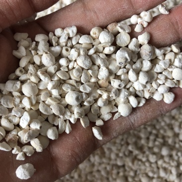 碎苏芡碎鸡头米碎芡实