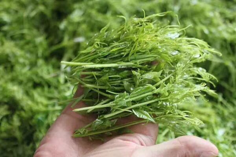 湘西霉茶、又名藤茶龙须茶250个开水冲泡茶香四溢回味甘甜