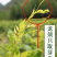 湘西霉茶、又名藤茶龙须茶250个开水冲泡茶香四溢回味甘甜