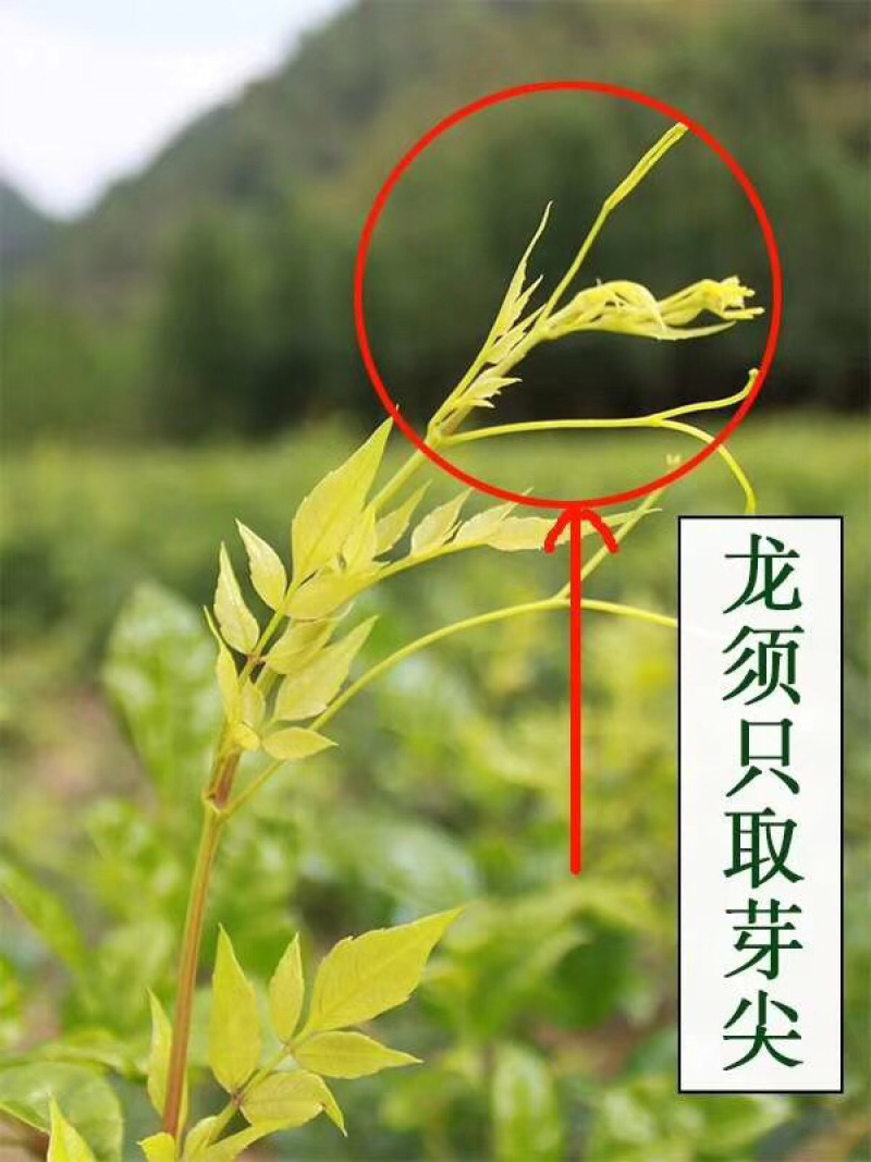 湘西霉茶、又名藤茶龙须茶250个开水冲泡茶香四溢回味甘甜