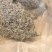湘西霉茶、又名藤茶龙须茶250个开水冲泡茶香四溢回味甘甜