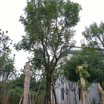 黄花风铃木