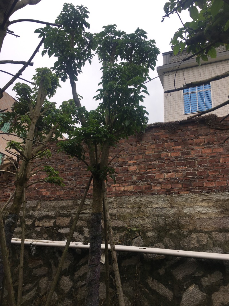 秋枫