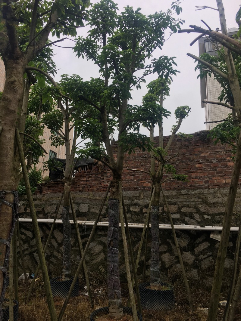 秋枫