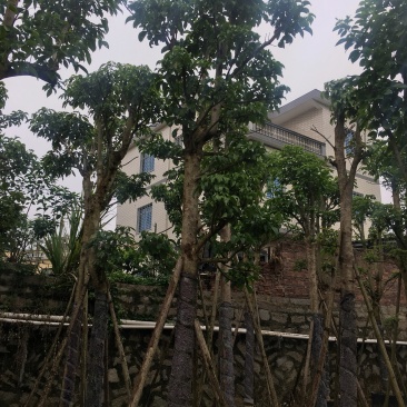 秋枫