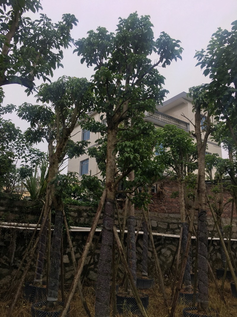 秋枫