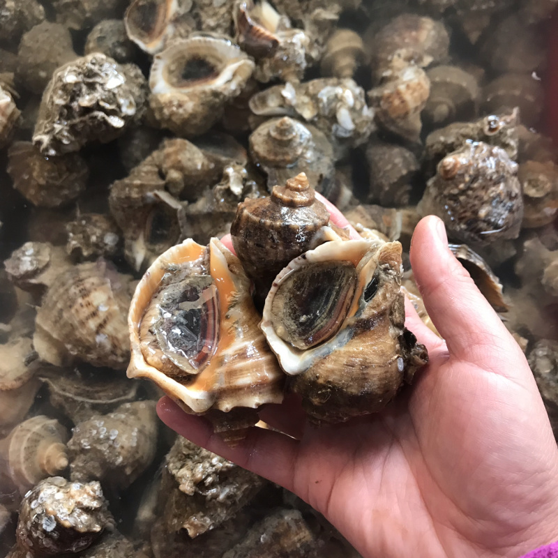 地龙海螺大量到货。
