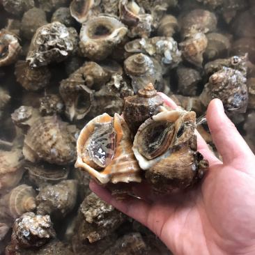地龙海螺大量到货。