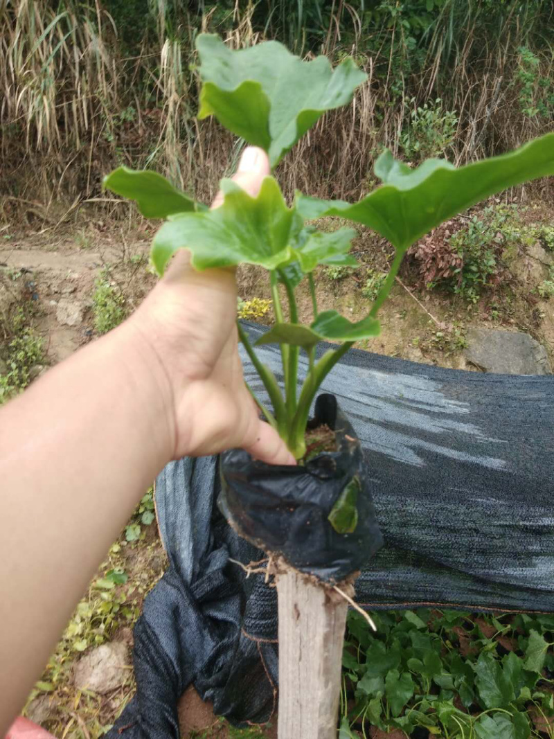 春羽