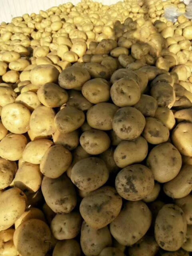 中薯5号土豆