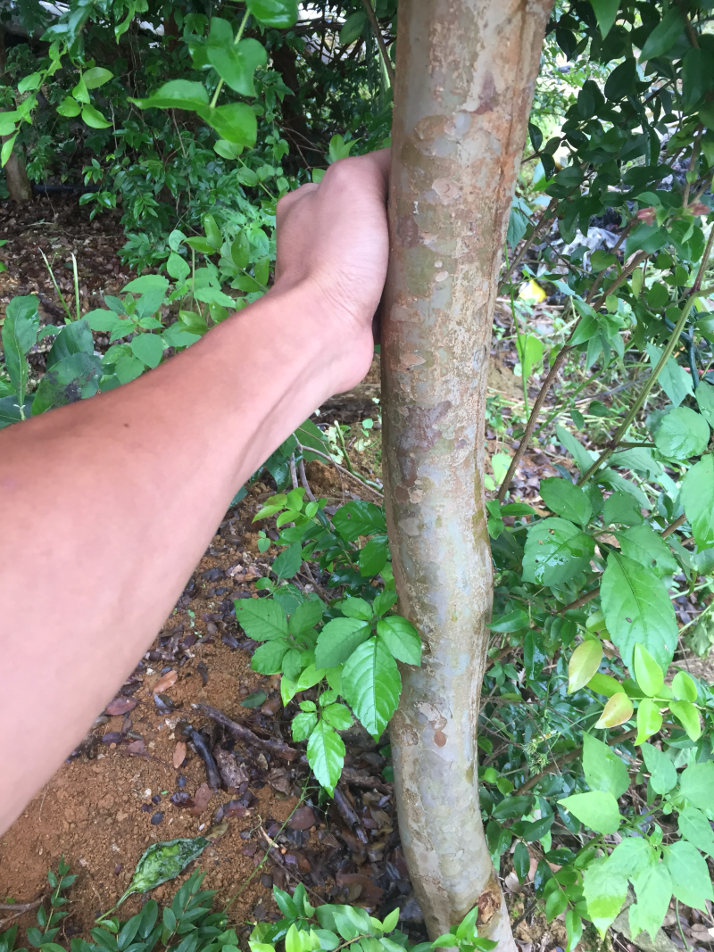 嘉宝果苗四季红妃艾斯卡肯布卡