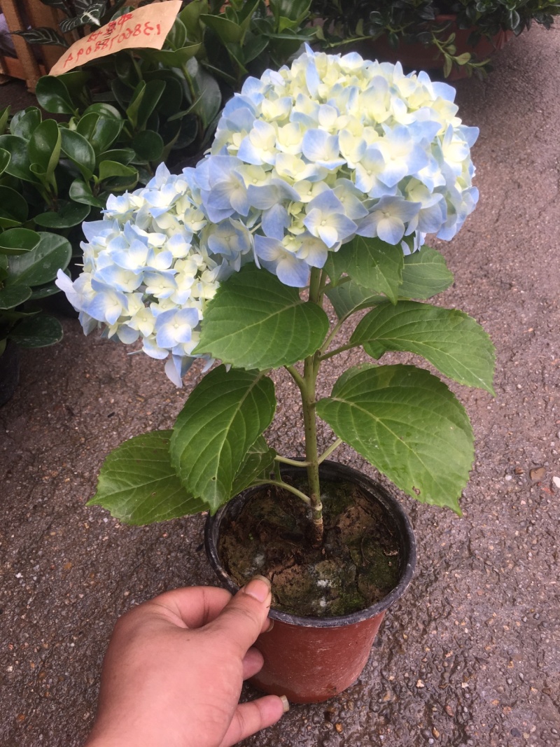 精品双色绣球美国品种，花朵大，花期长