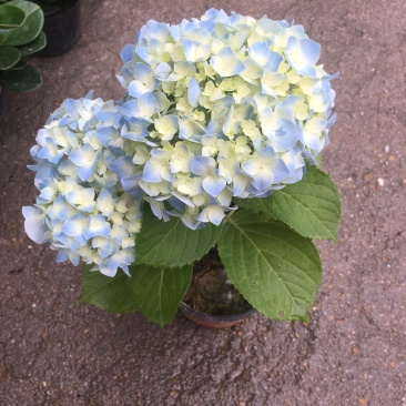 精品双色绣球美国品种，花朵大，花期长